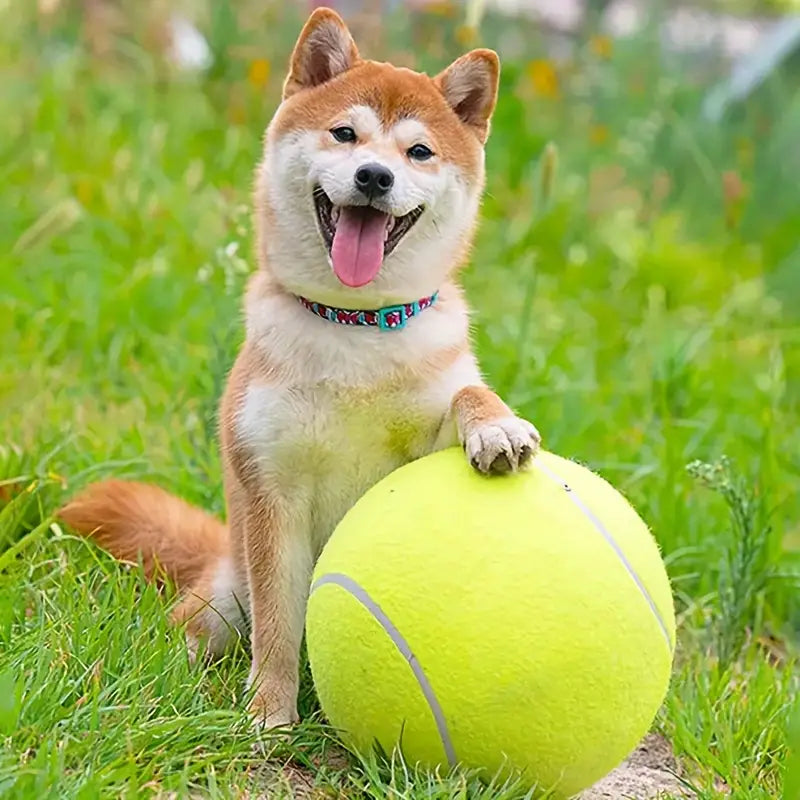 Pelota de tennis para mascotas – Disponible en NQLN Store con envío gratis desde $20
