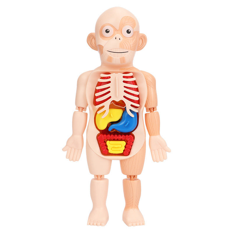Modelo de cuerpo humano educativo para ninos – Vista adicional – Disponible en NQLN Store Venezuela