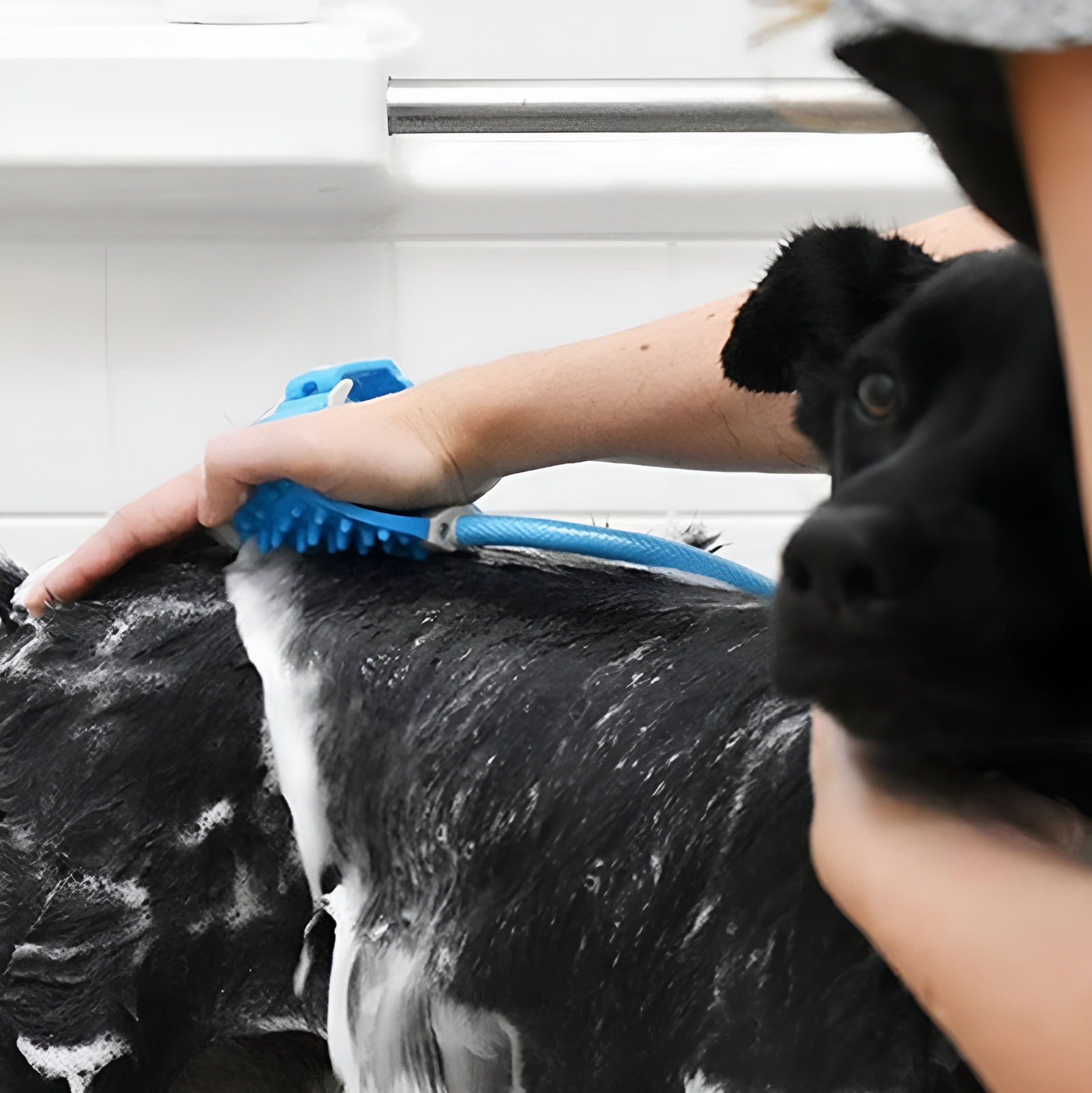 Cepillo ducha de agua a presion para mascotas – Comprar al mejor precio en NQLN Store Venezuela
