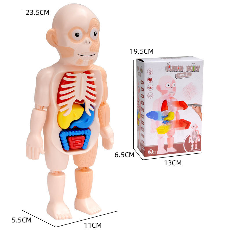Modelo de cuerpo humano educativo para ninos – Envío a toda Venezuela – NQLN Store