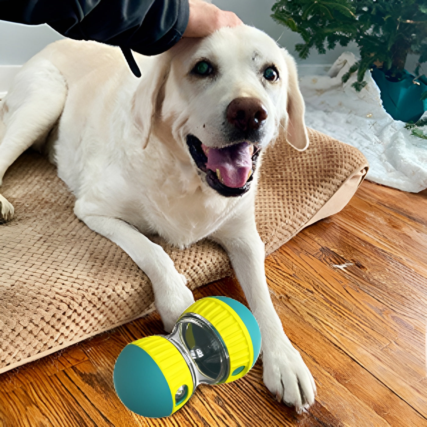 Comedero interactivo para perros – Vista adicional – Disponible en NQLN Store Venezuela