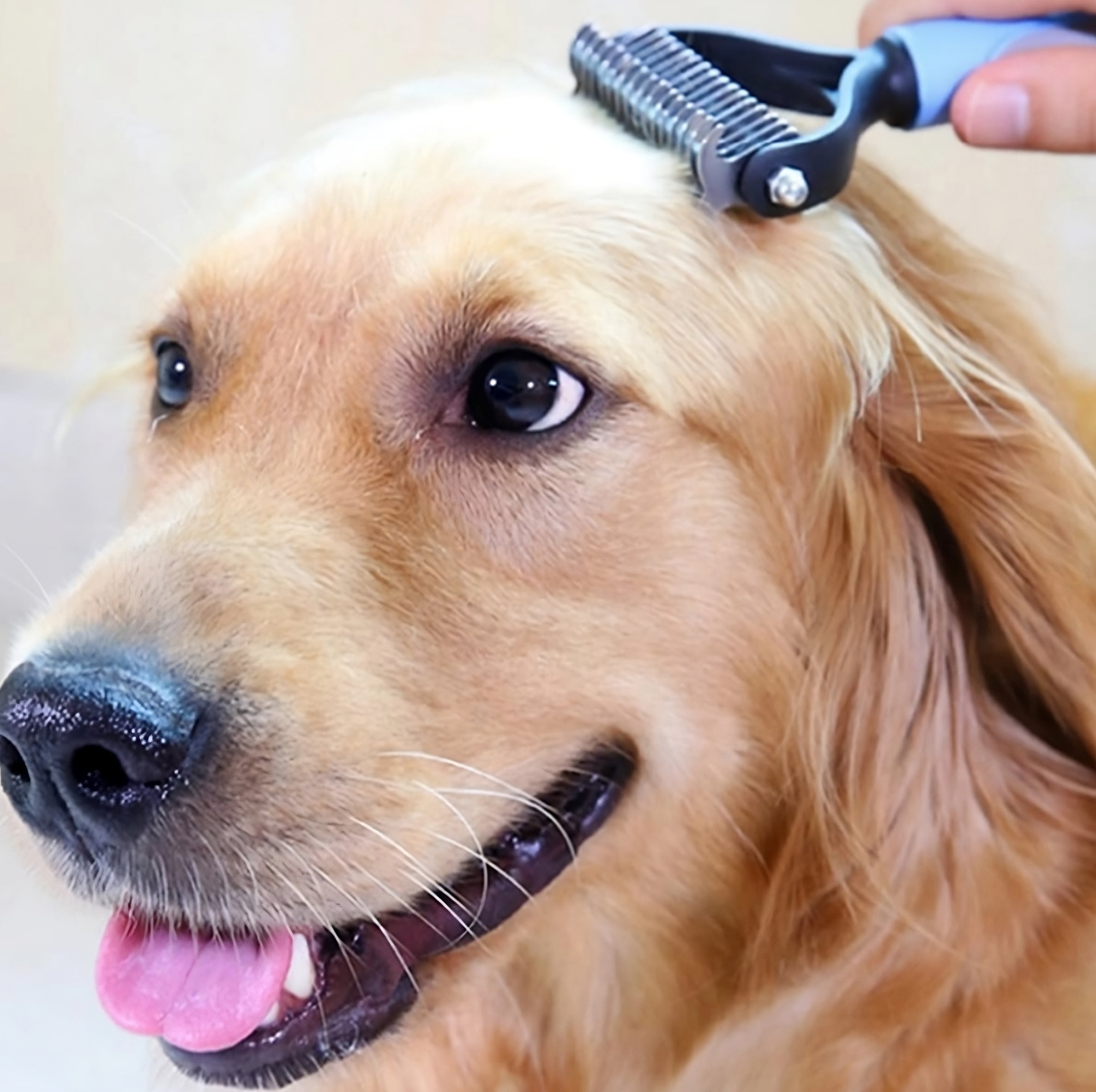 Cepillo removedor pelo de mascota – Vista de cerca del producto – NQLN Store