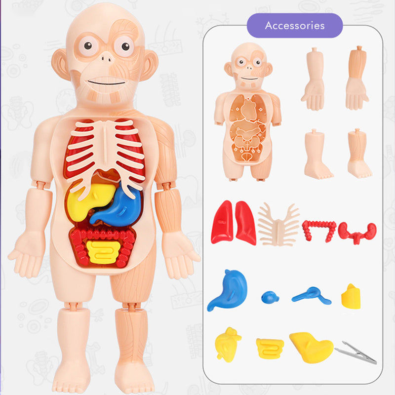 Modelo de cuerpo humano educativo para ninos – Envío a toda Venezuela – NQLN Store