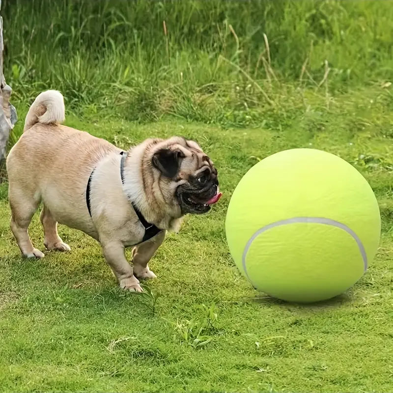 Pelota de tennis para mascotas – Tienda online NQLN Store Venezuela