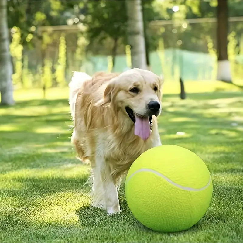 Pelota de tennis para mascotas – Detalle y presentación – NQLN Store Venezuela