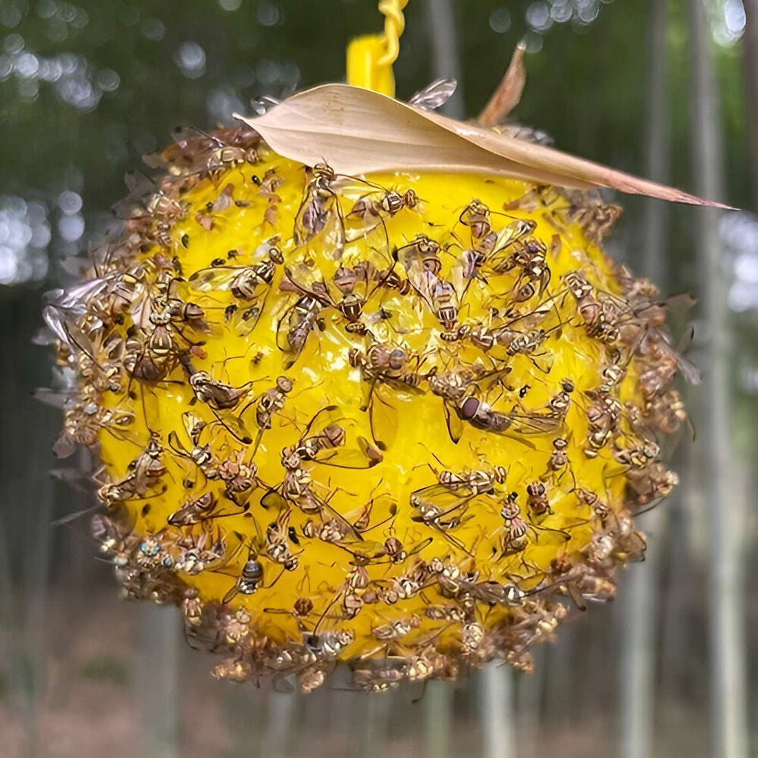 Trampa para insectos – Presentación del producto – Comprar en NQLN Store