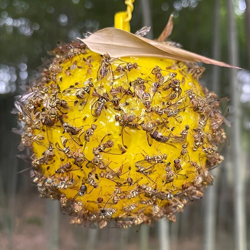 Trampa para insectos