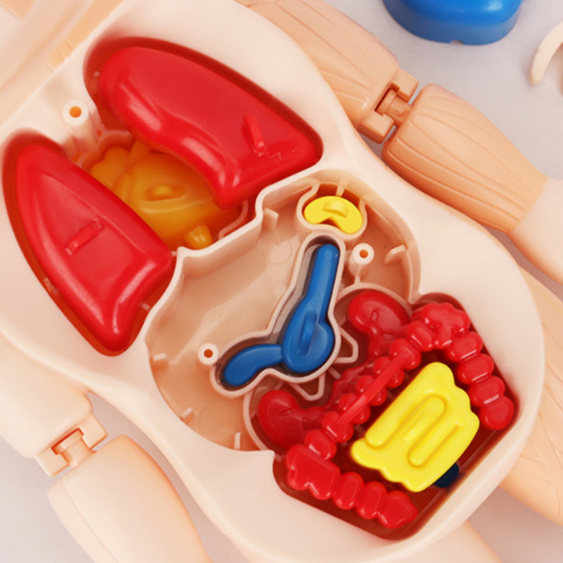 Modelo de cuerpo humano educativo para ninos – Al mejor precio en NQLN Store Caracas y Margarita