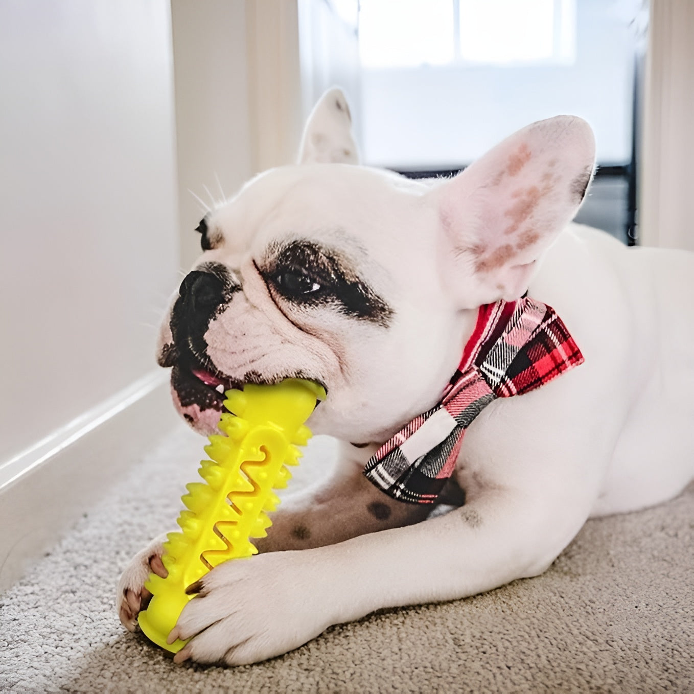 Cepillo de dientes Molar para perros – Comprar al mejor precio en NQLN Store Venezuela