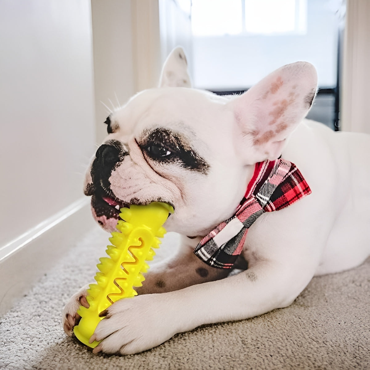 Cepillo de dientes Molar para perros – Comprar al mejor precio en NQLN Store Venezuela