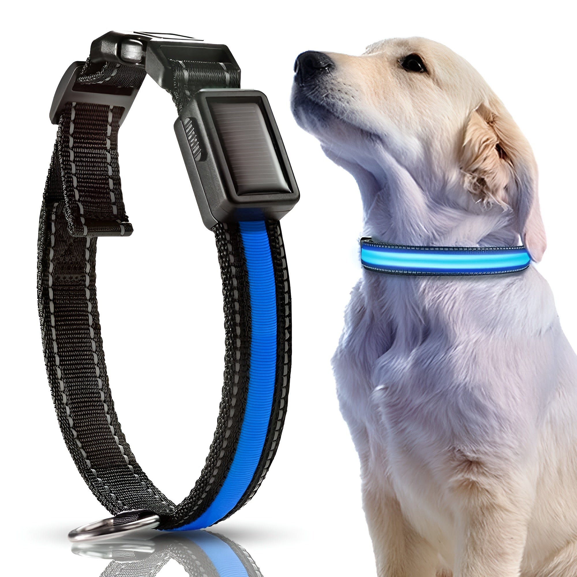 Collar LED para perros – Comprar al mejor precio en NQLN Store Venezuela