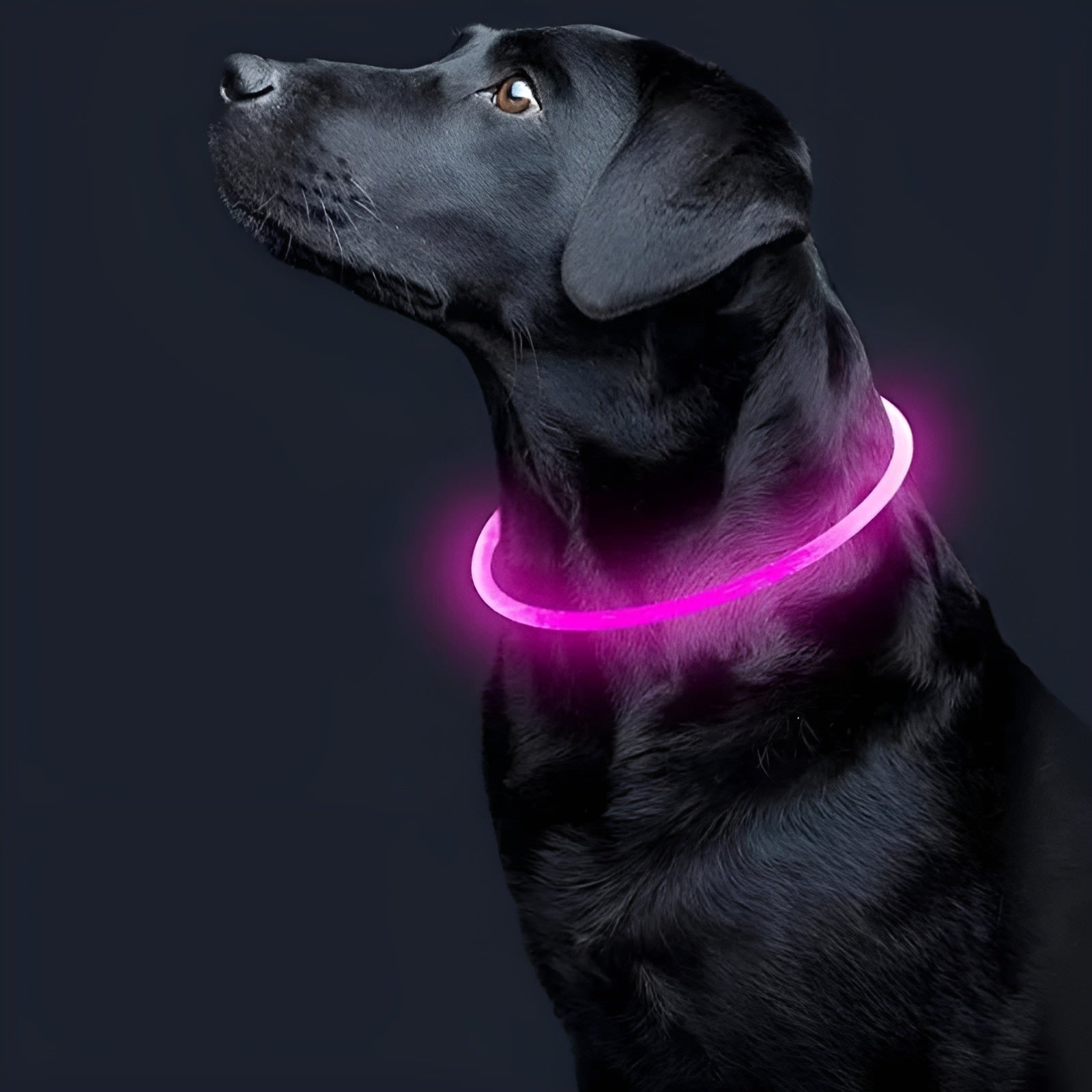 Collar Led para Mascotas Ajustable – Comprar al mejor precio en NQLN Store Venezuela