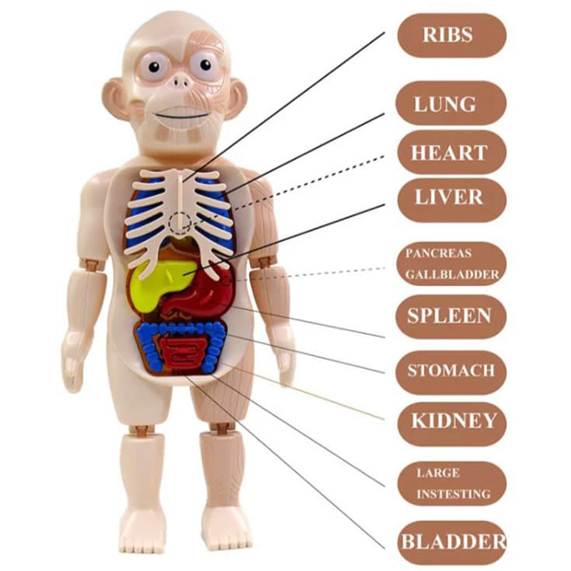 Modelo de cuerpo humano educativo para ninos – Envío a toda Venezuela – NQLN Store