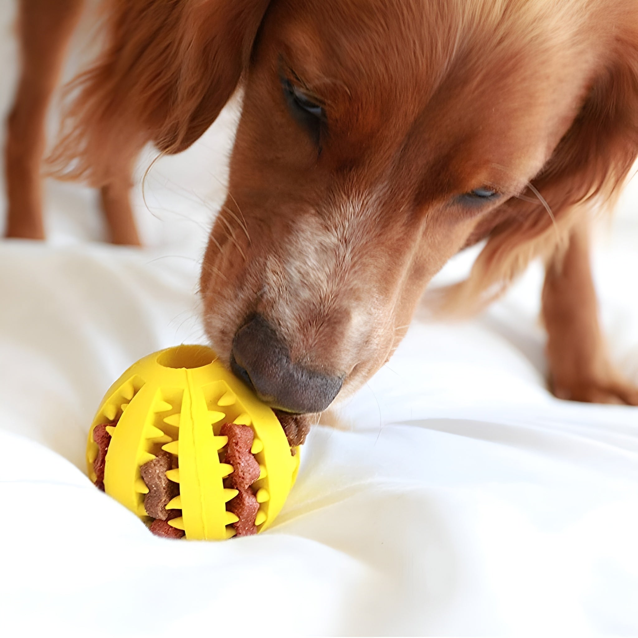 Pelota interactiva para alimentos mascota – NQLN Store Venezuela, tienda online con envío a todo el país