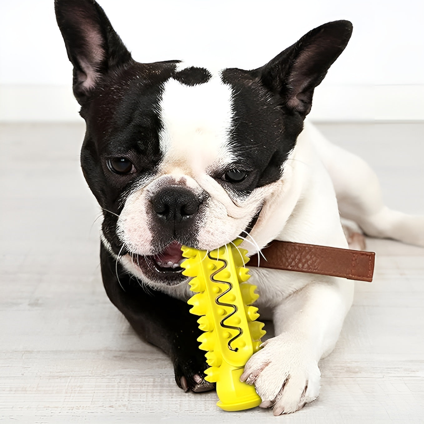Cepillo de dientes Molar para perros – Vista detalle del producto – NQLN Store