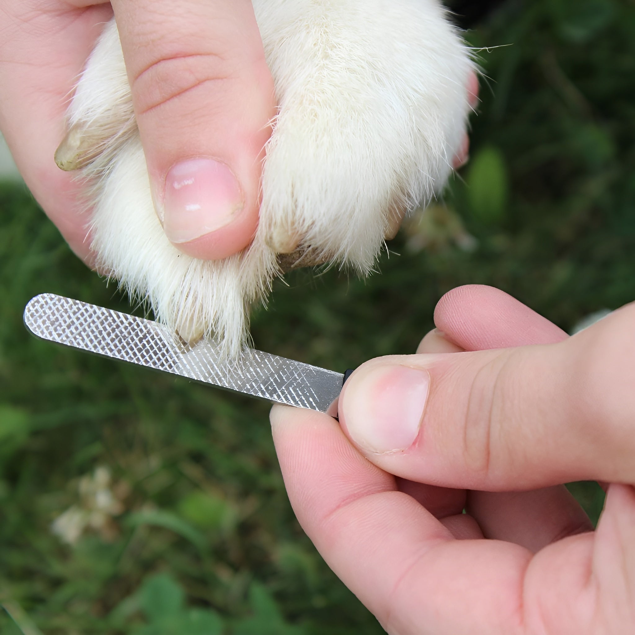 Corta uñas para mascota – Envío a toda Venezuela – NQLN Store