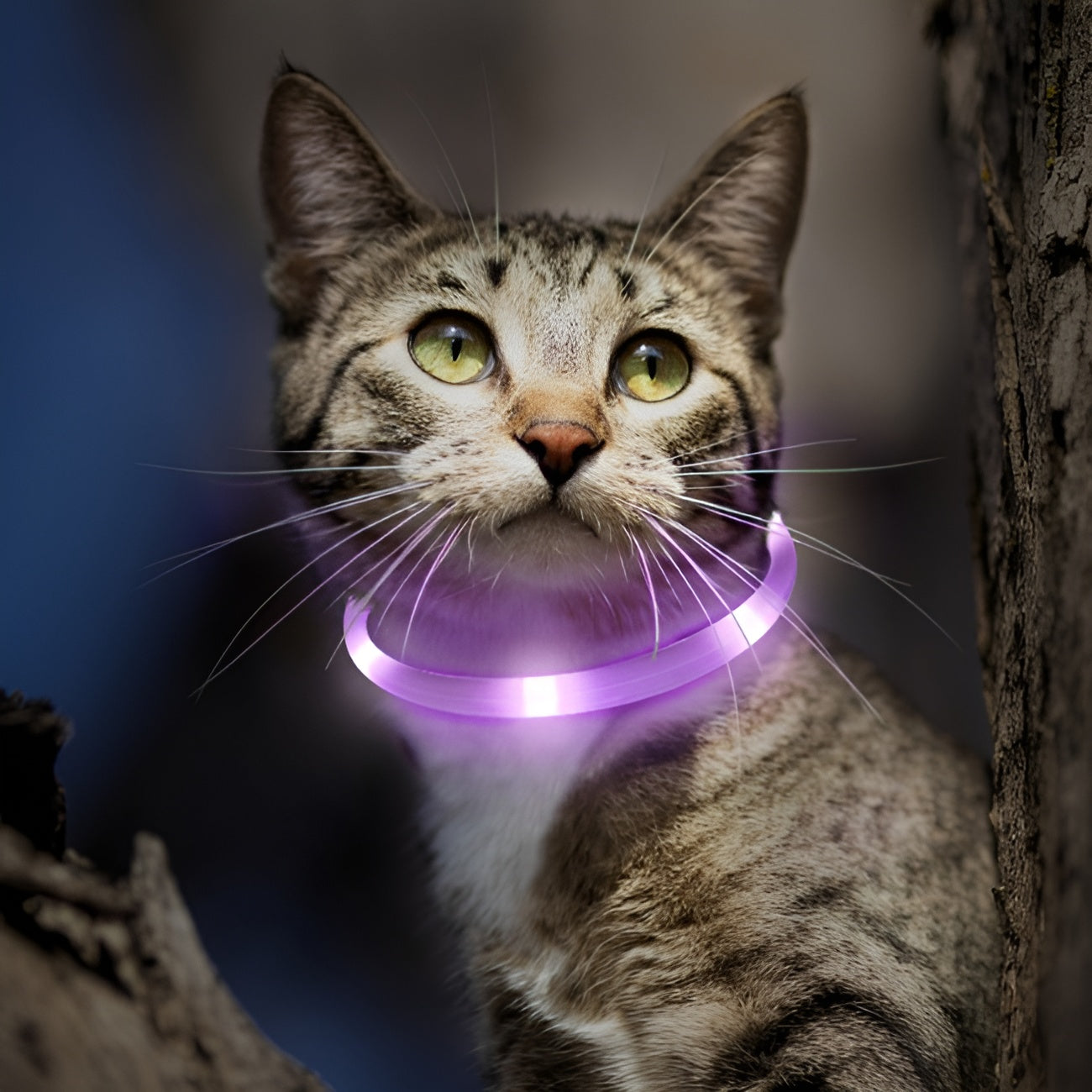 Collar Led para Mascotas Ajustable – Comprar al mejor precio en NQLN Store Venezuela