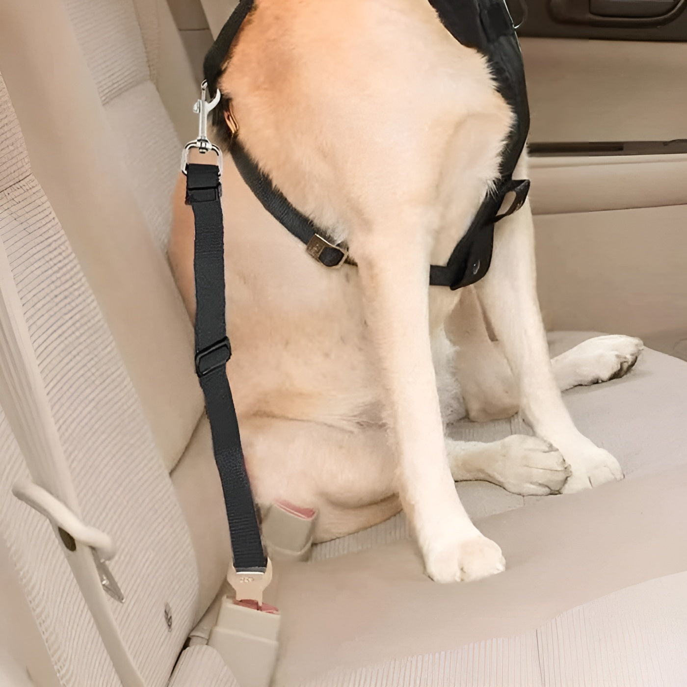 Cinturon de seguridad de mascotas para carros – Envío a toda Venezuela – NQLN Store