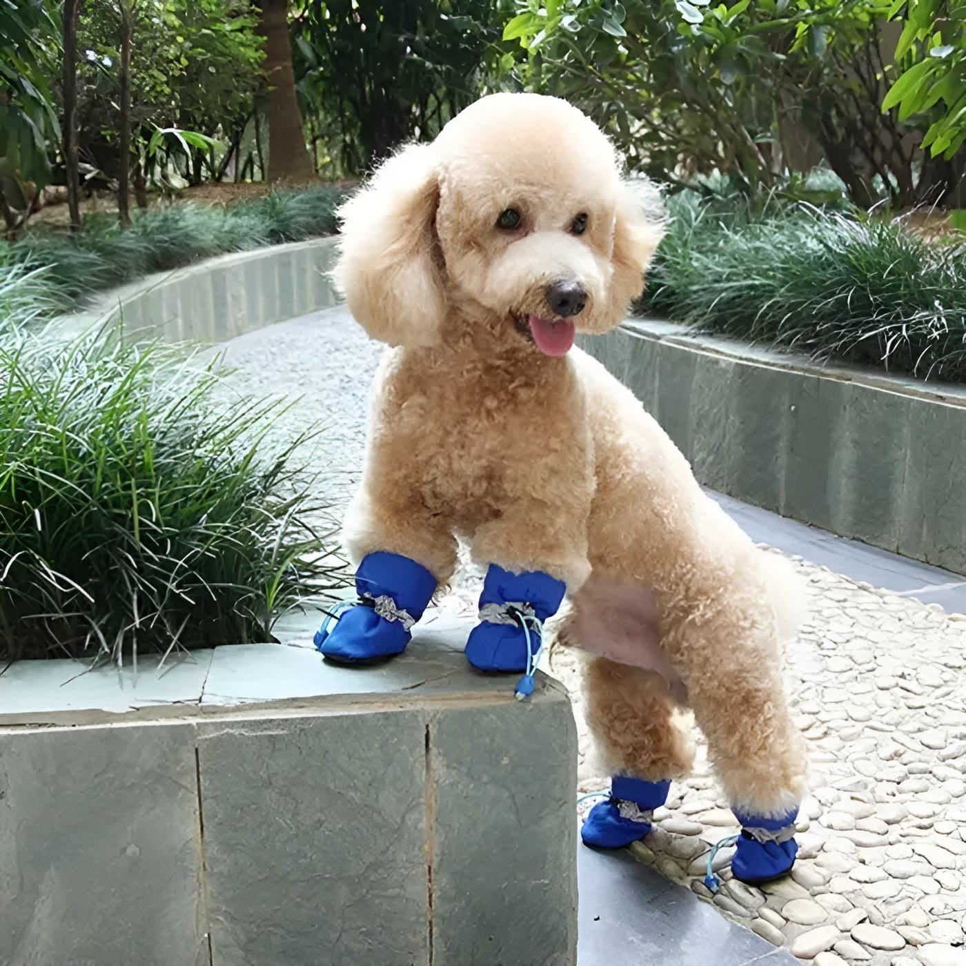 Zapatos para Perros Talla pequeña – Tienda online NQLN Store Venezuela