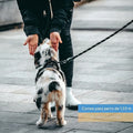 Correa de perro para paseo