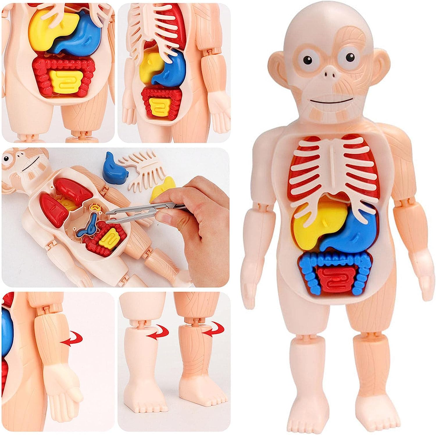 Modelo de cuerpo humano educativo para ninos – Presentación del producto – Comprar en NQLN Store