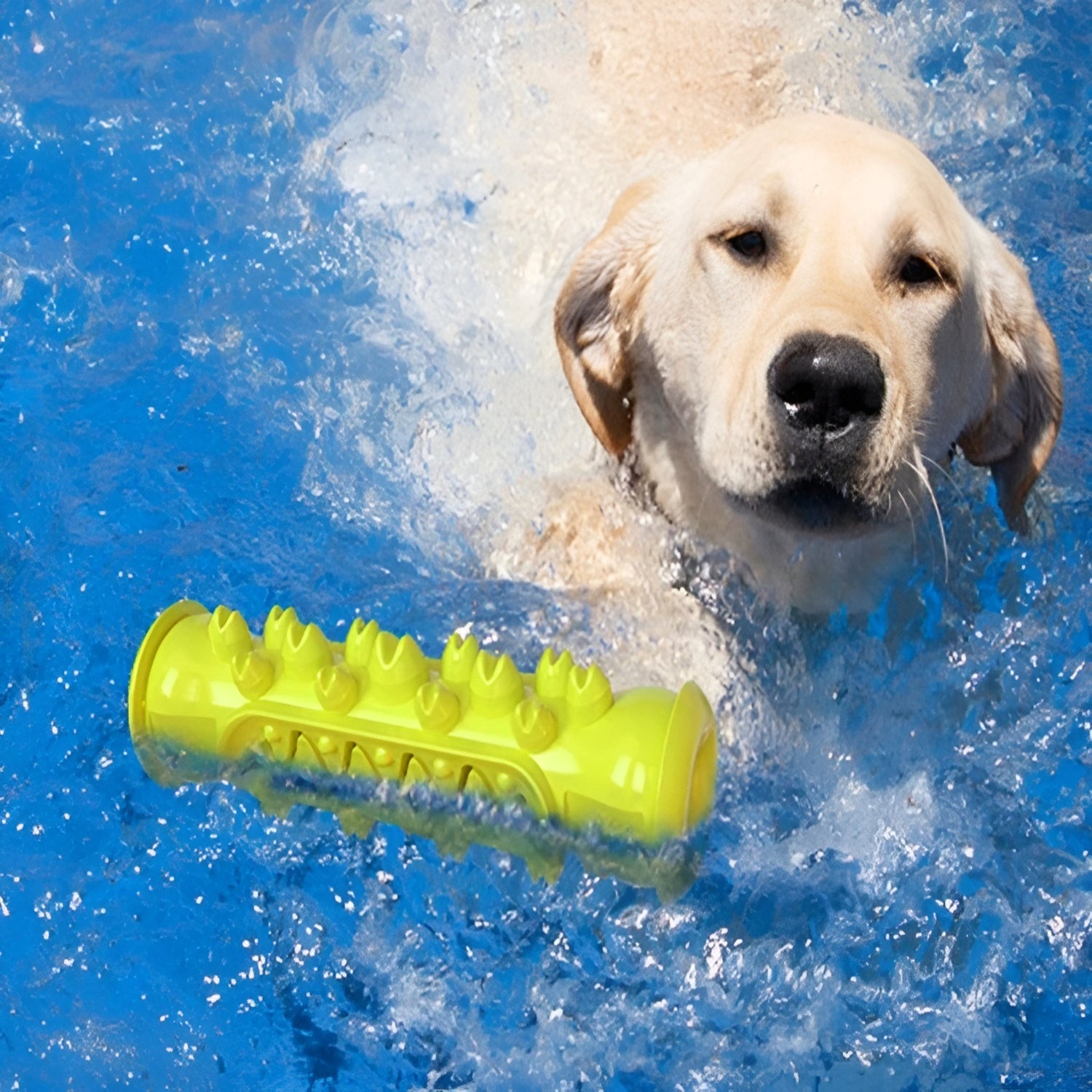 Cepillo de dientes Molar para perros – Comprar al mejor precio en NQLN Store Venezuela