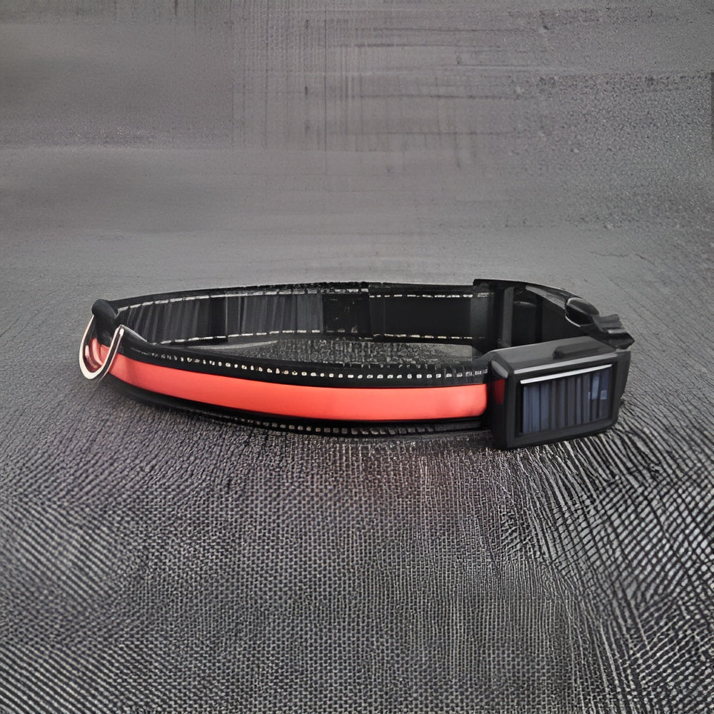 Collar LED para perros – Disponible en Caracas y Margarita – NQLN Store