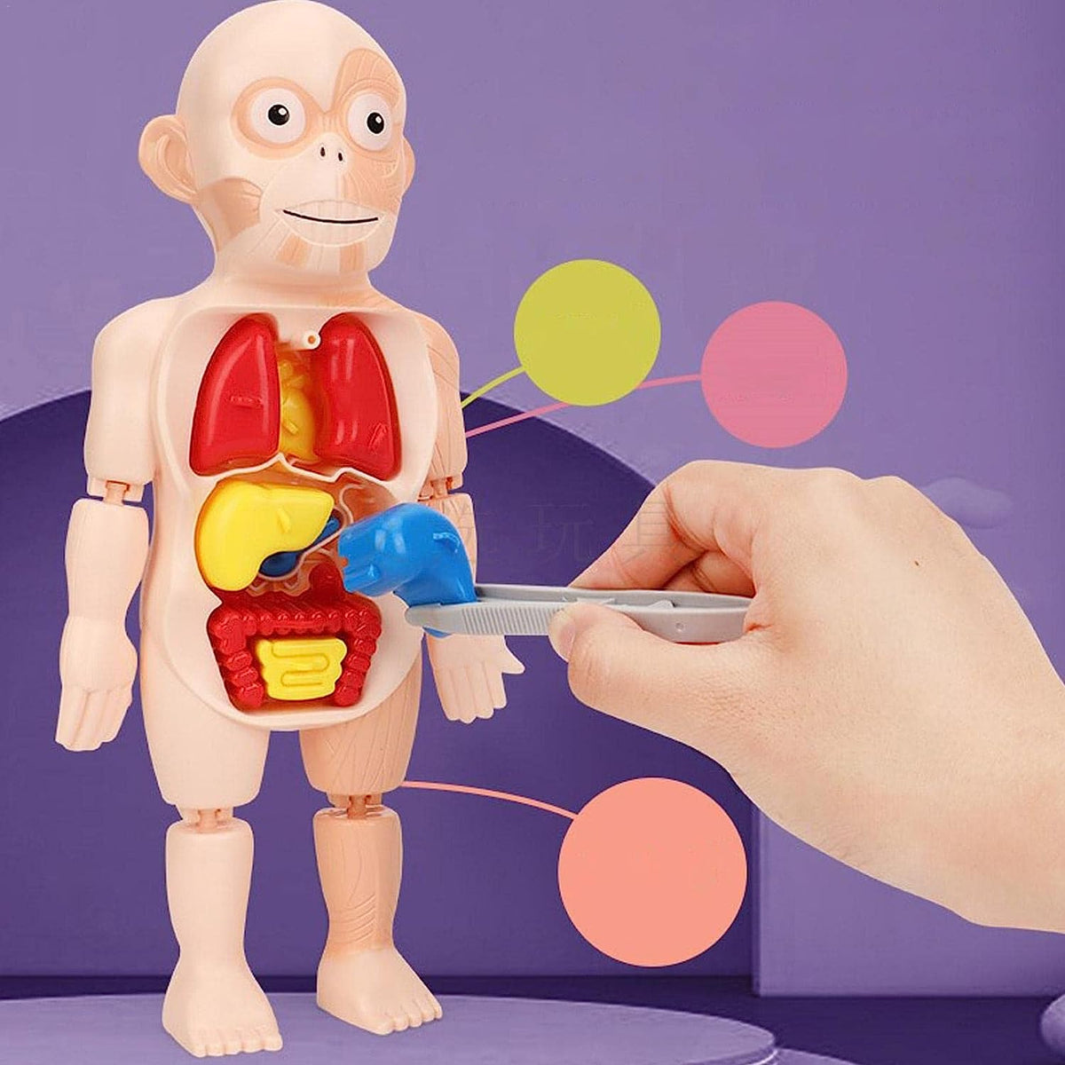 Modelo de cuerpo humano educativo para ninos – NQLN Store Venezuela, tienda online con envío a todo el país
