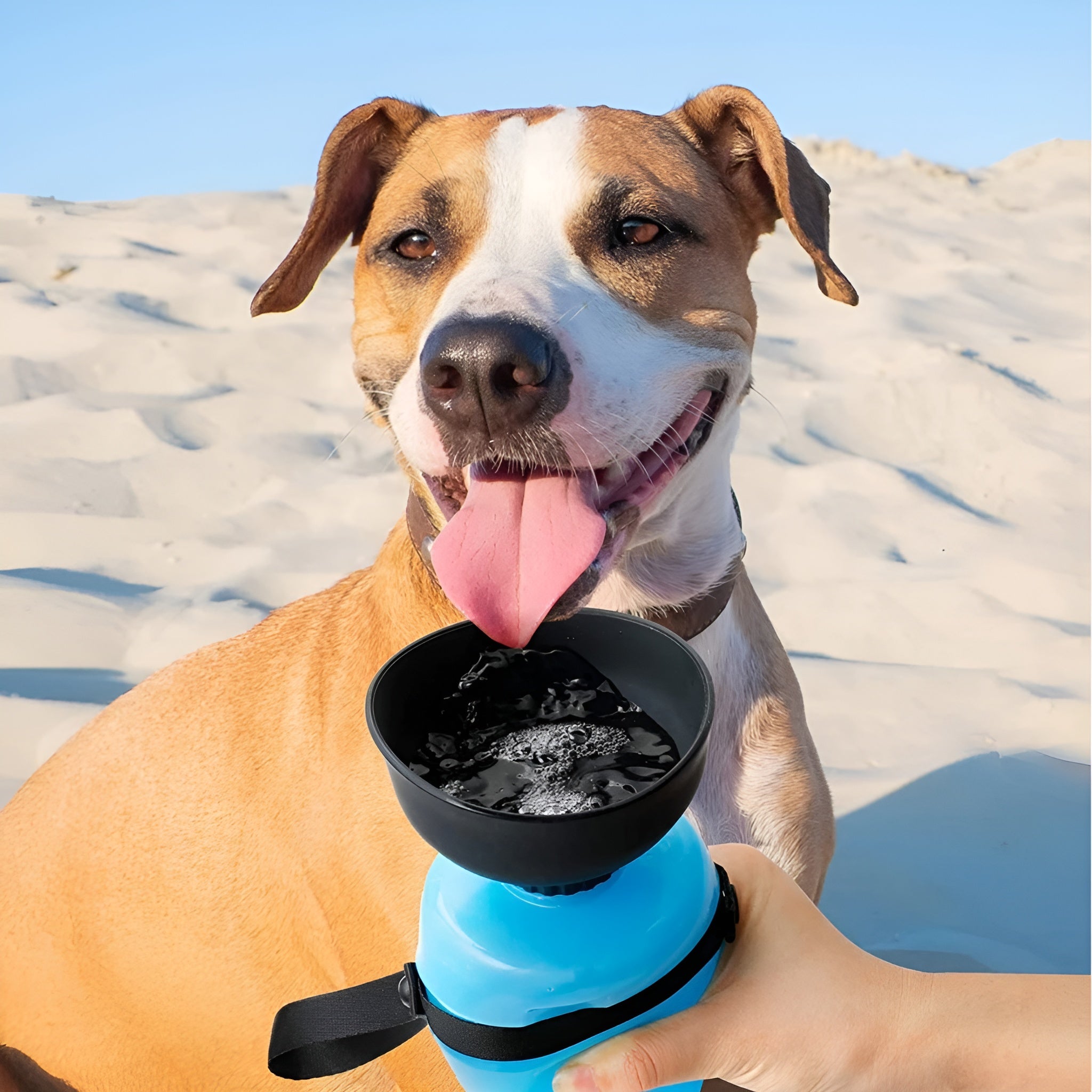Botella de agua para mascotas – NQLN Store Venezuela, tienda online con envío a todo el país
